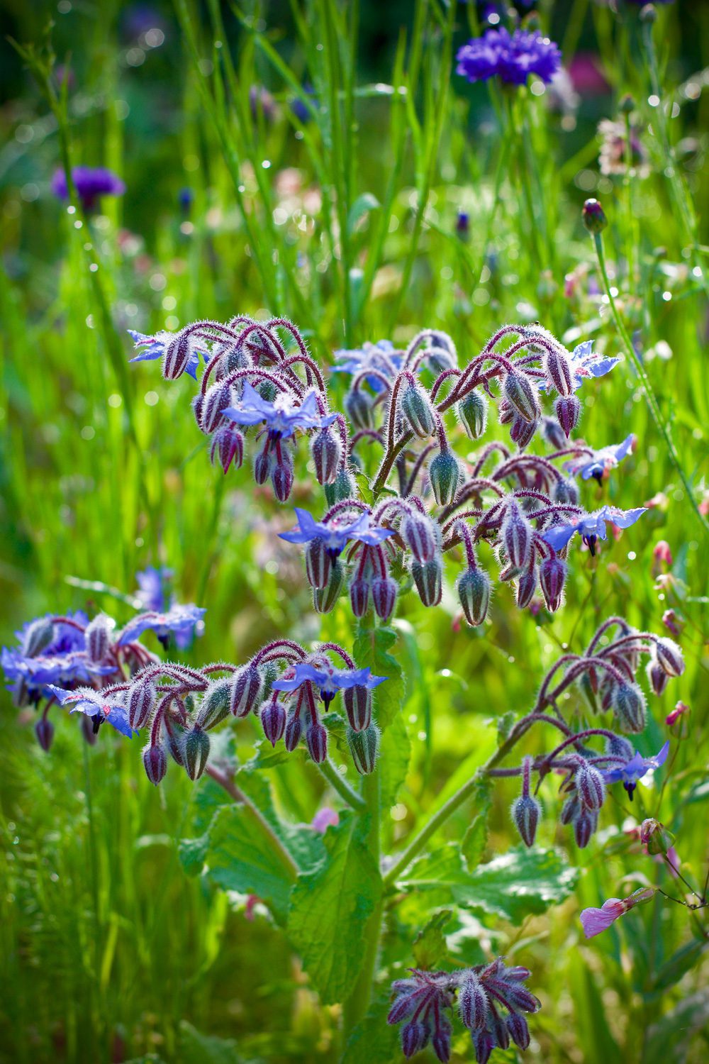 Borage flowers (note they look similar to comfrey but are blue)