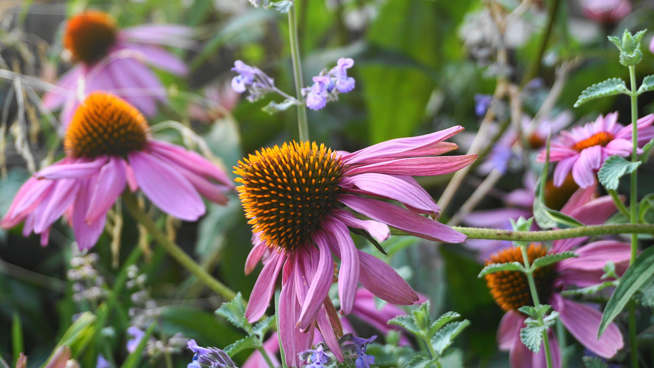 Nicole Apelian's Backyard Medicinal Garden Kit - Nicole Apelian's Backyard Medicinal Garden Kit