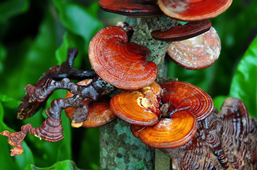 Reishi Mushroom (Ganoderma lucidum)