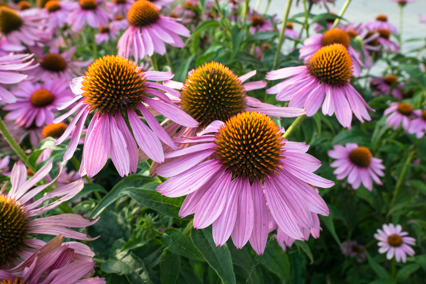 echinacea flowers