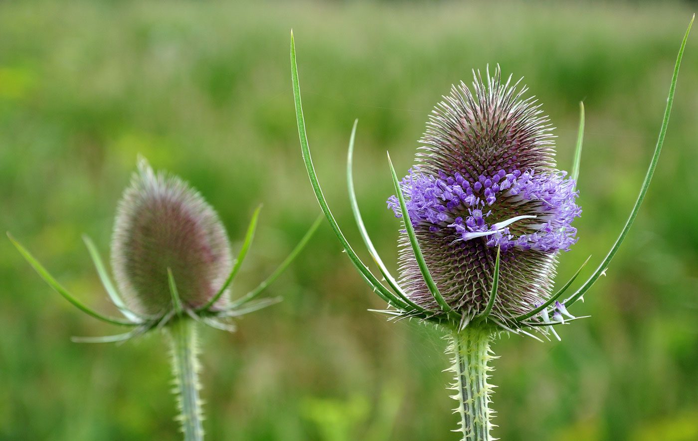 wild teasel