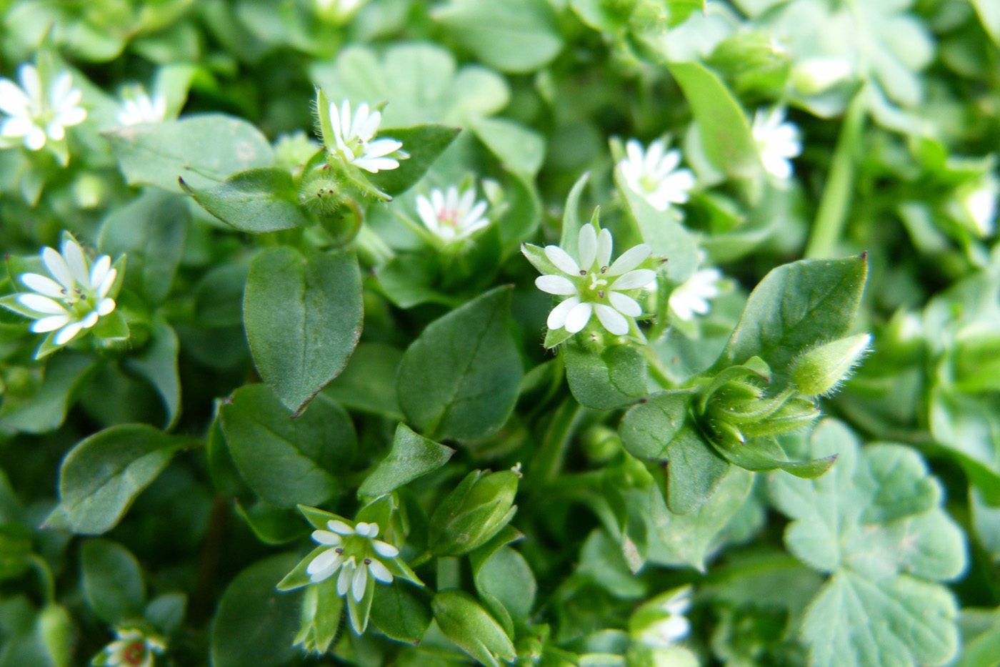 Chickweed Stellaria media