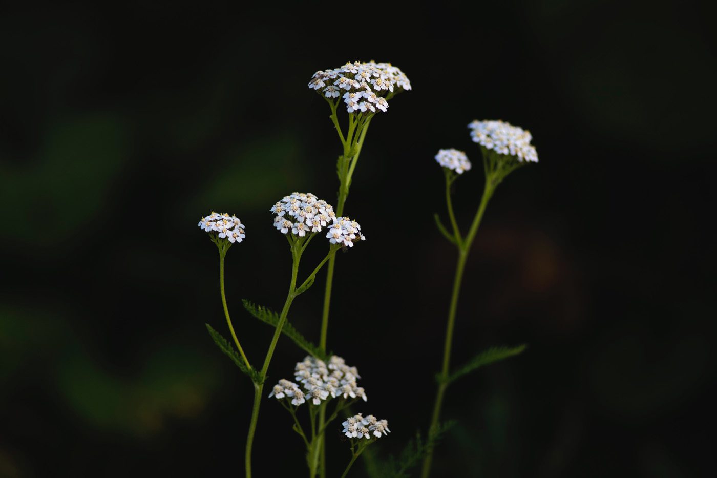 yarrow