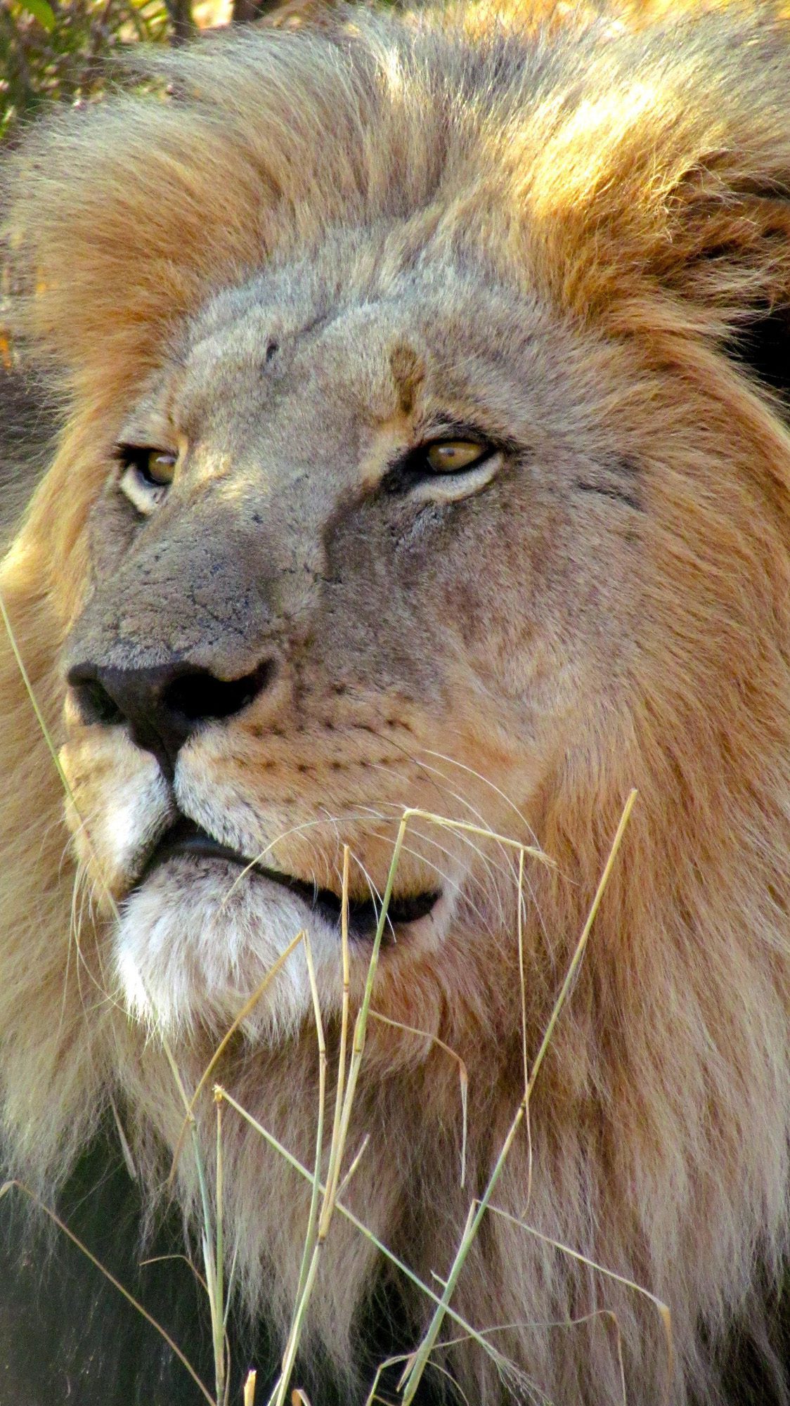 Cattail-pollen Lion