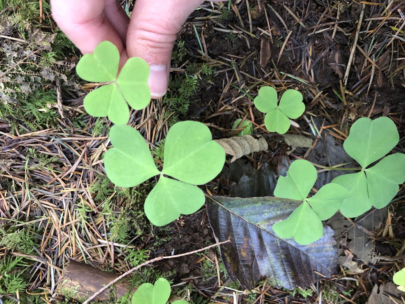 Wood Sorrel Oxalis