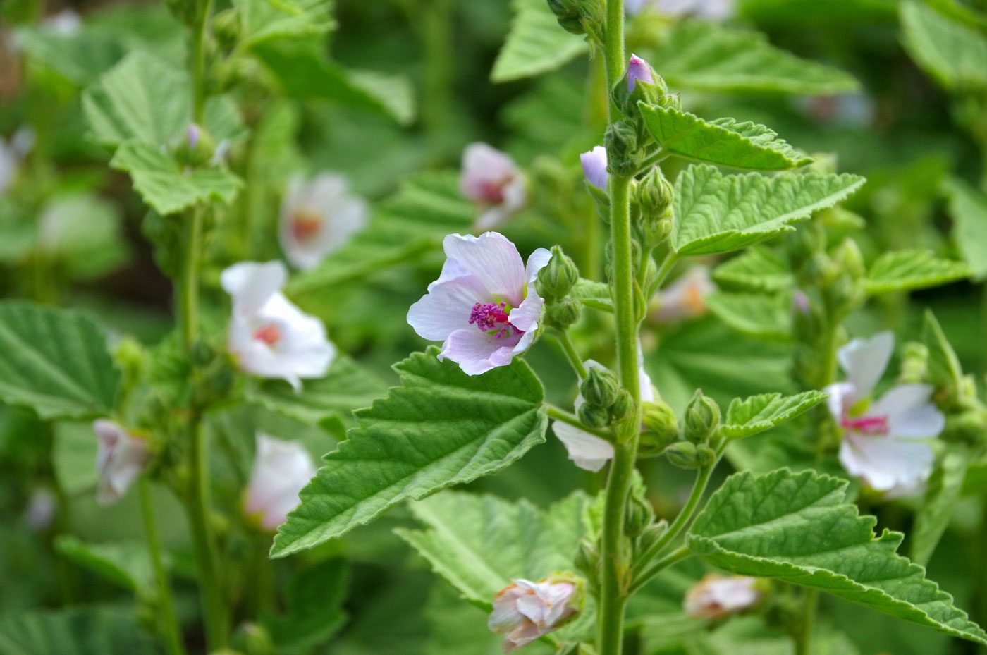 marshmallow plant