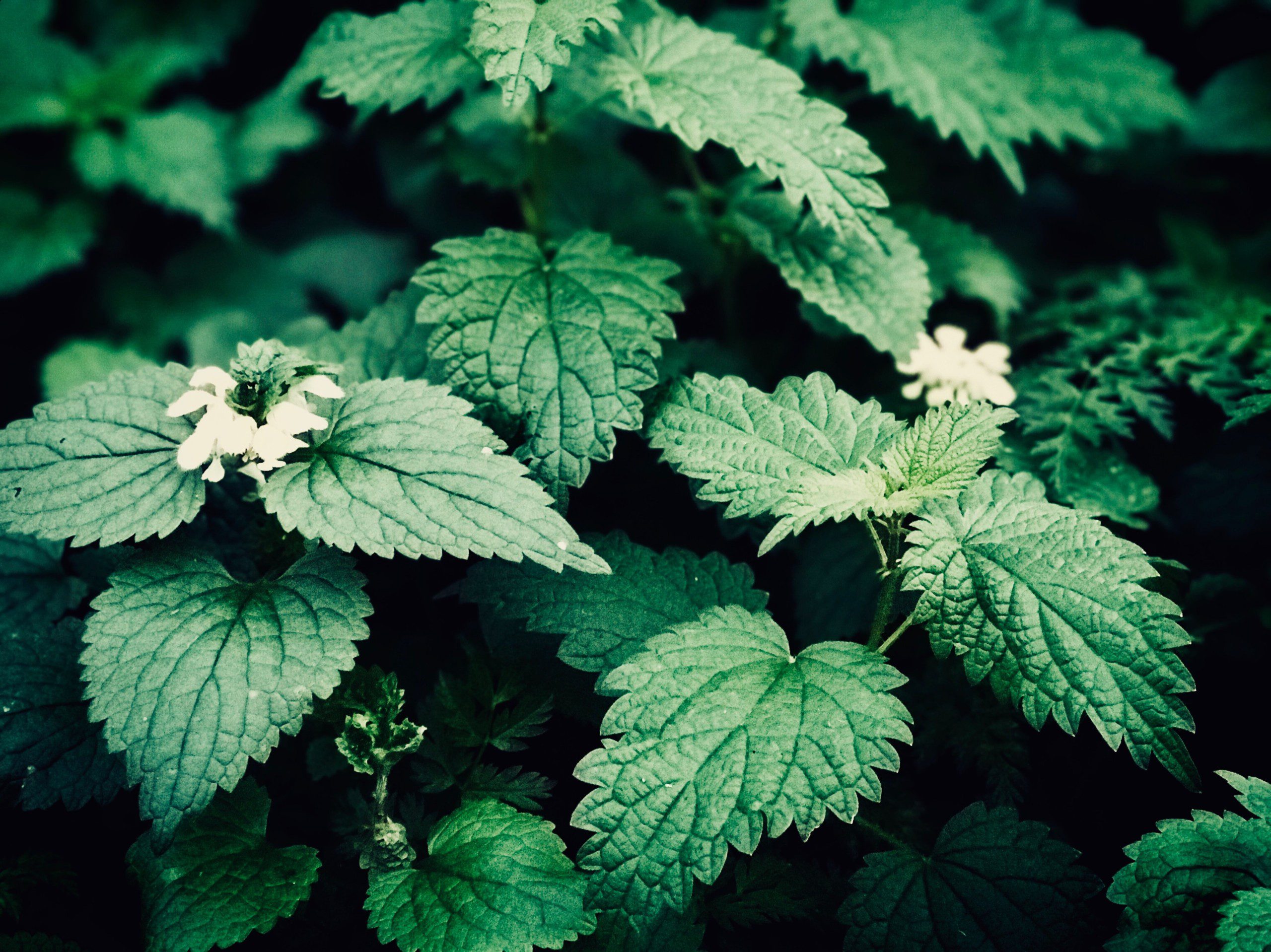 stinging nettle
