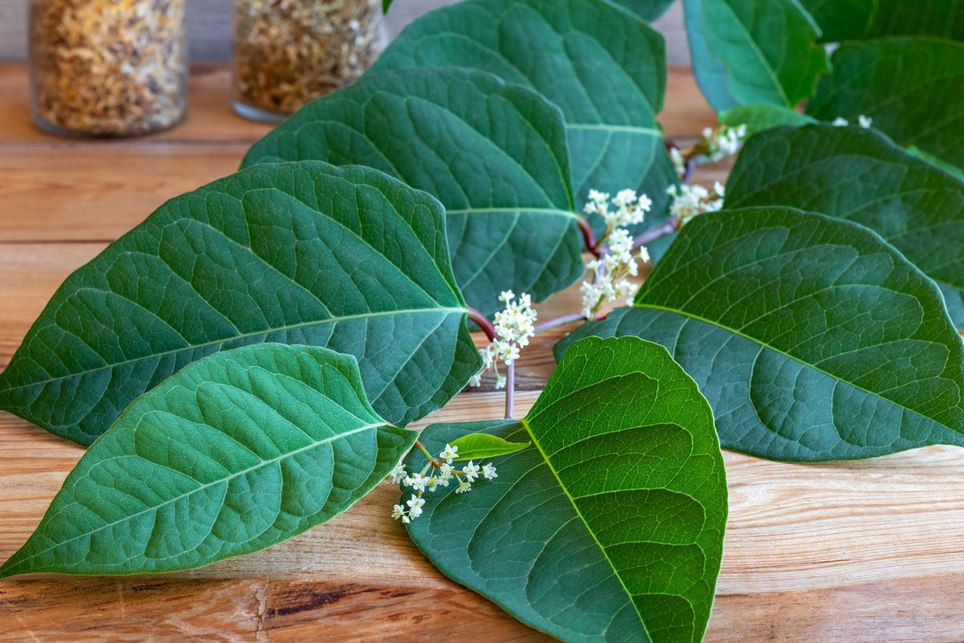 Japanese knotweed
