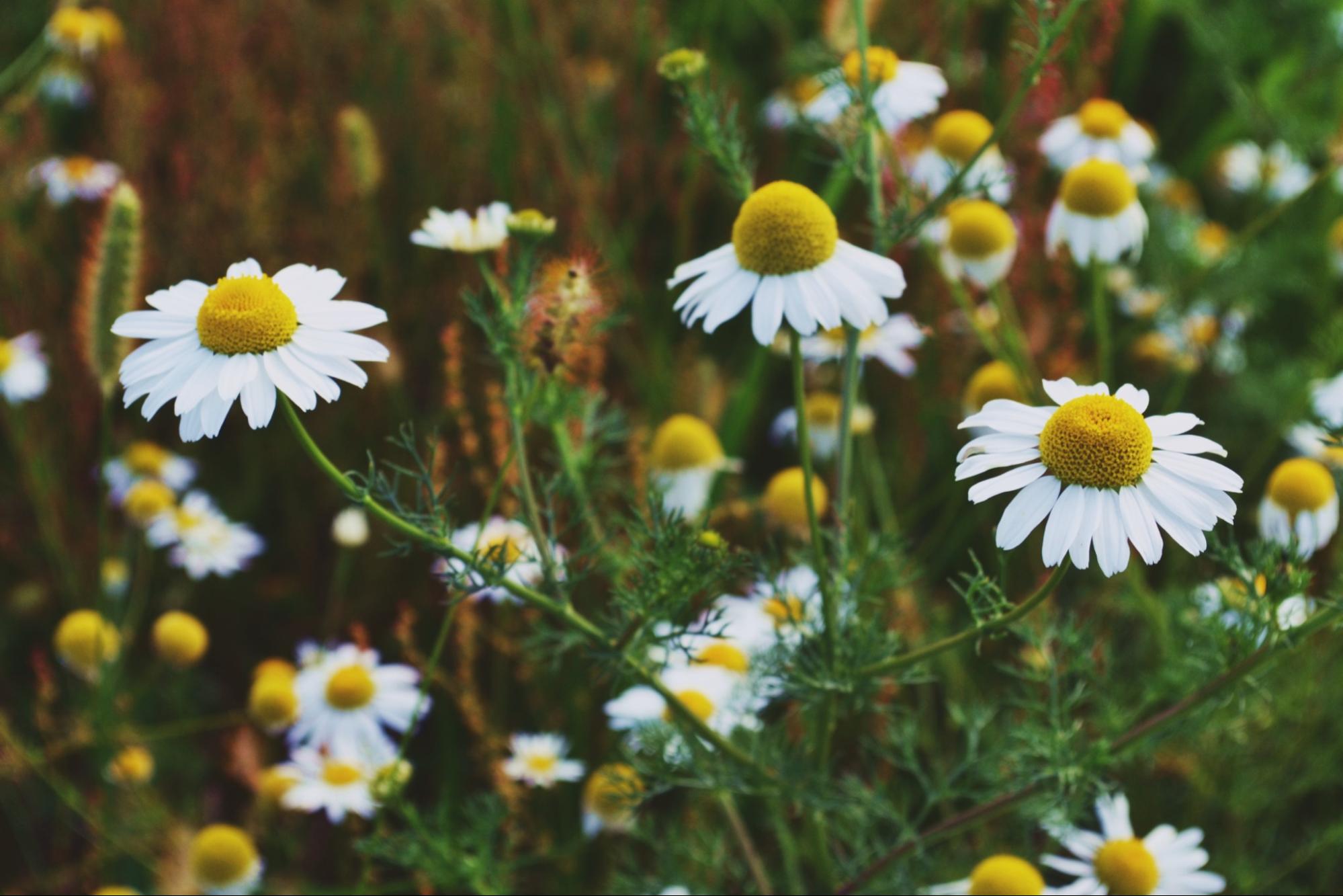 chamomile chamomile