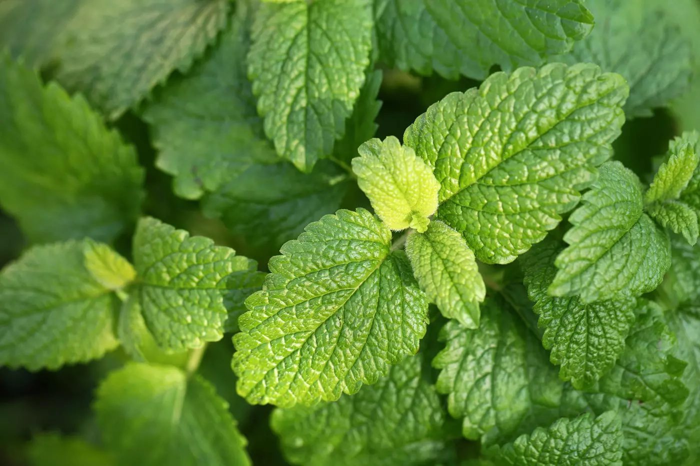 chamomile Lemon balm