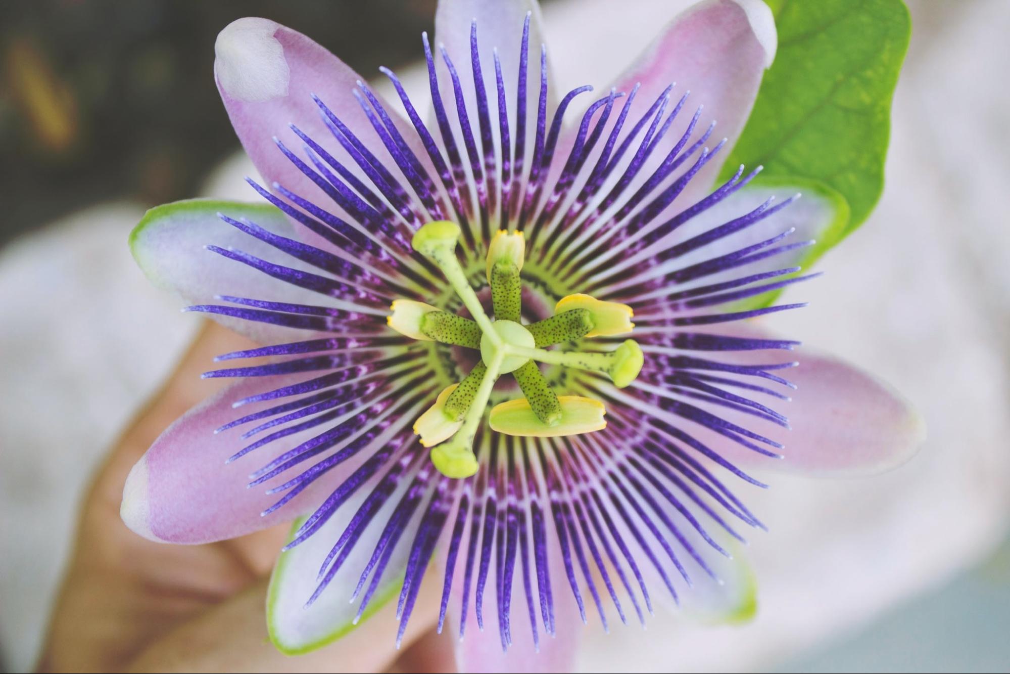 passion flower passion flower