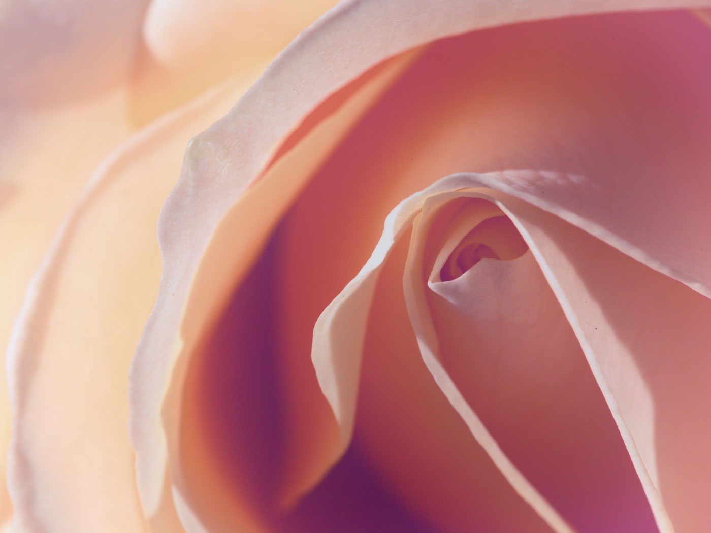 close up of pink rose
