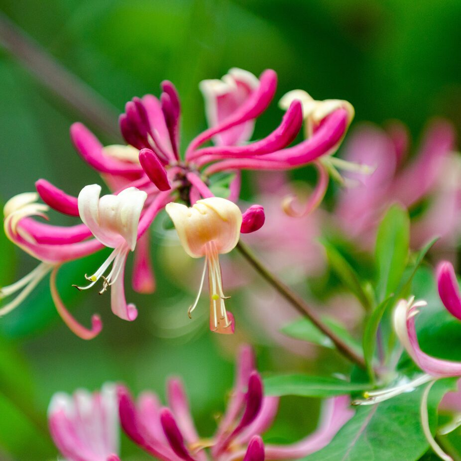 Red Lonicera japonica or Japanese Honeysuckle