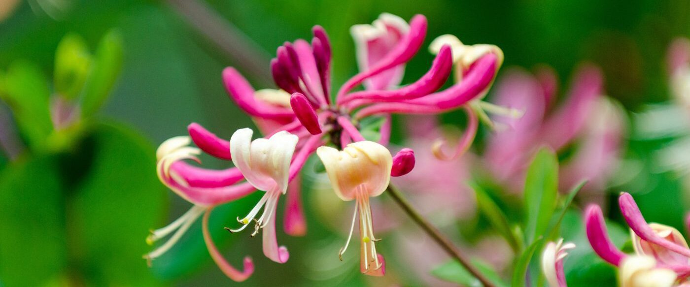 Red Lonicera japonica or Japanese Honeysuckle