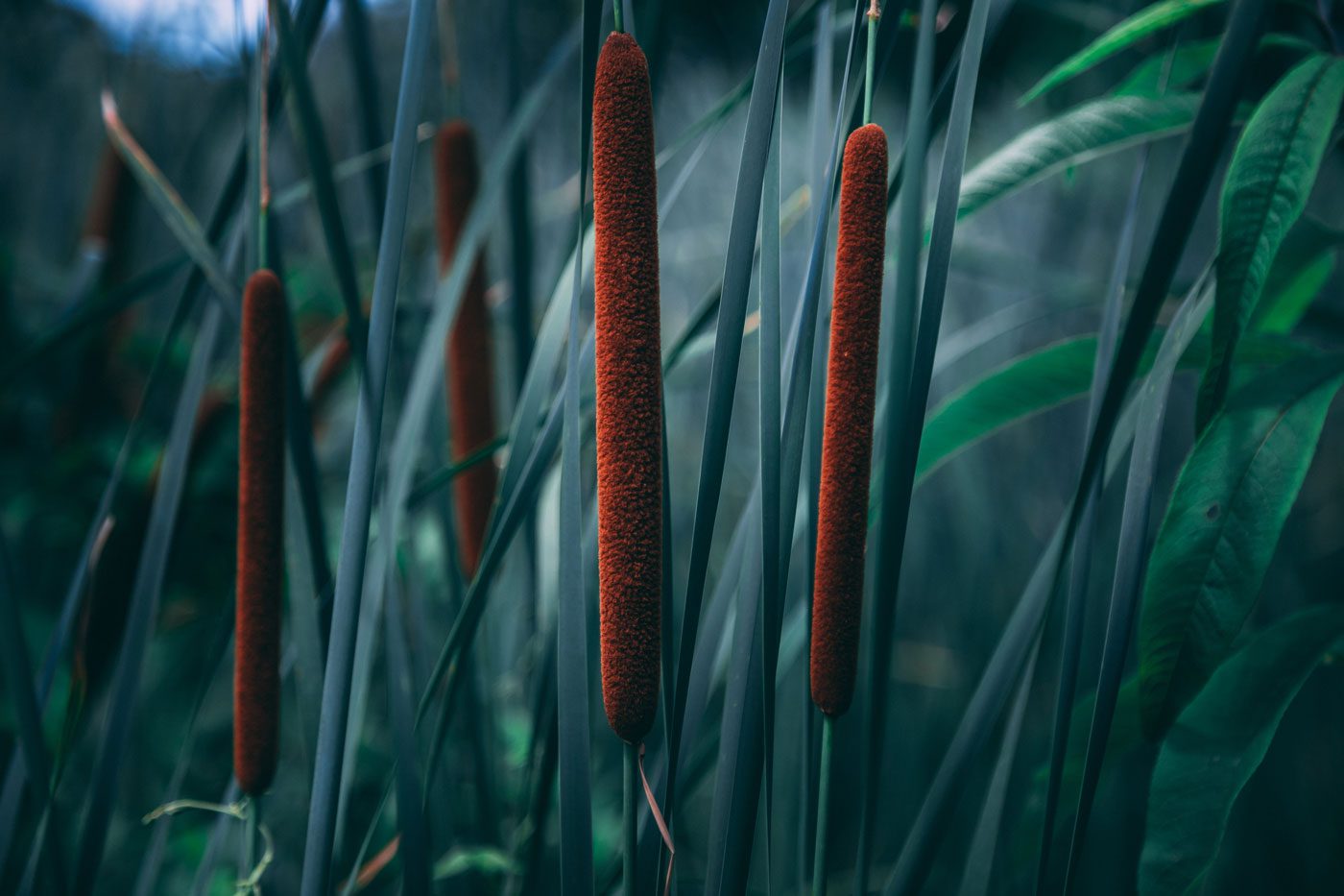 cattails