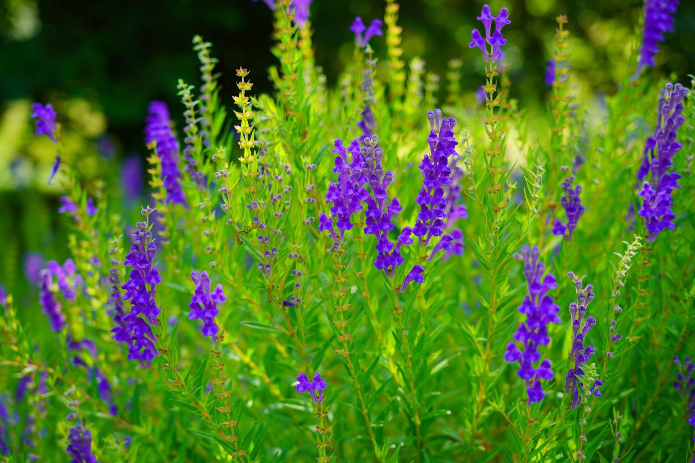 chinese skullcap