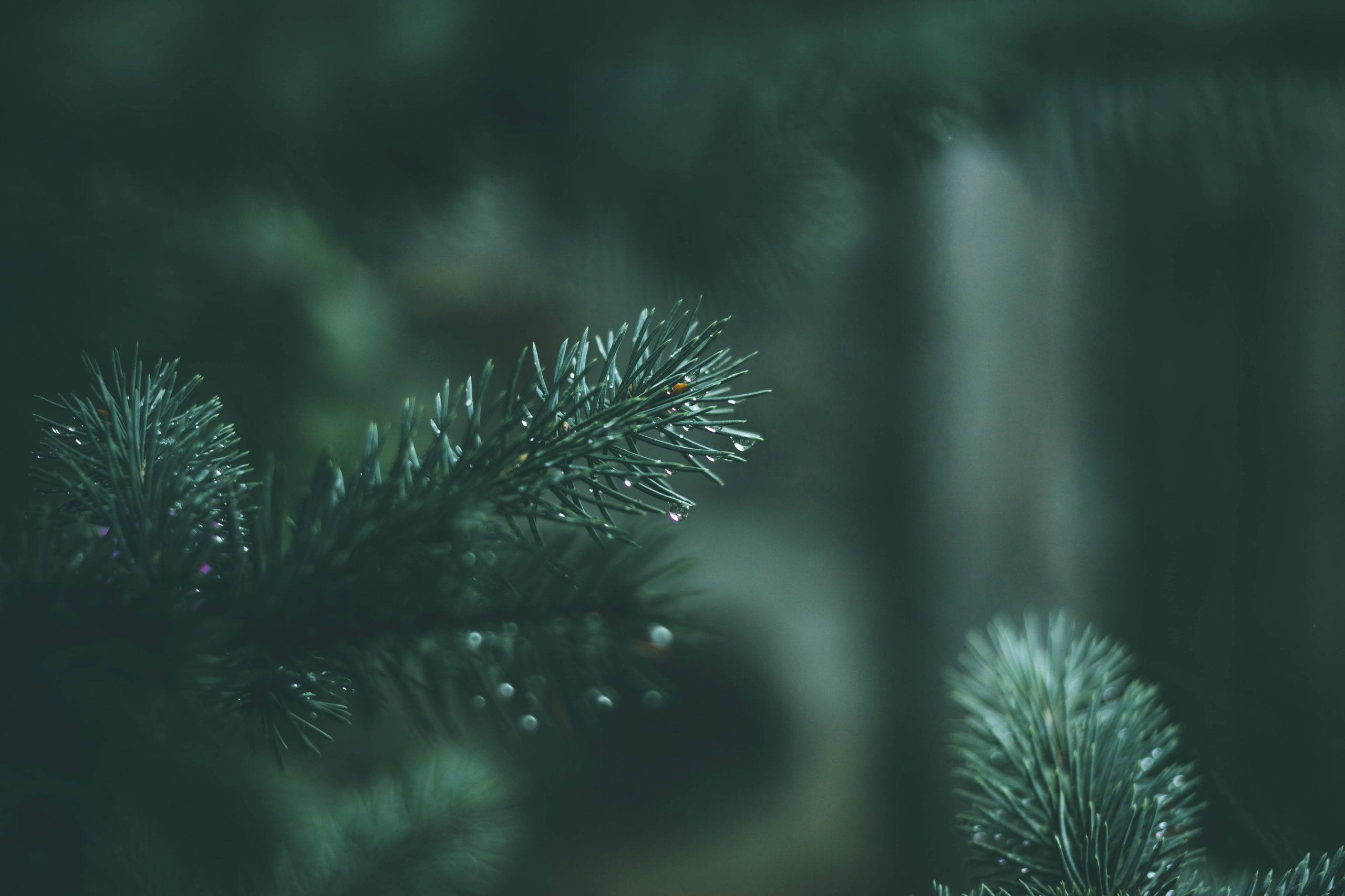 pine needles