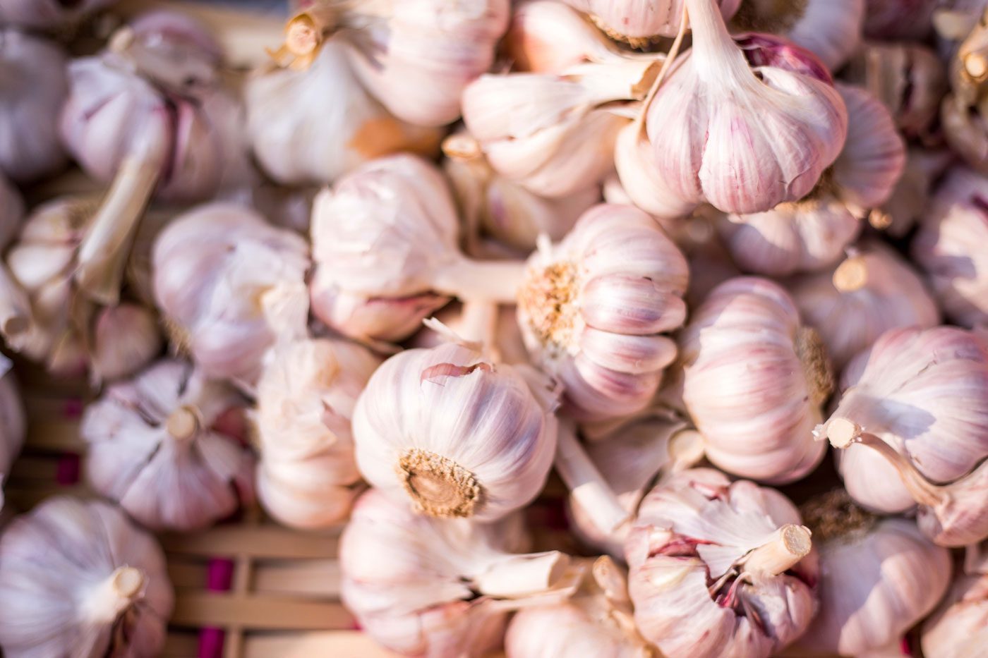 garlic bulbs garlic bulbs
