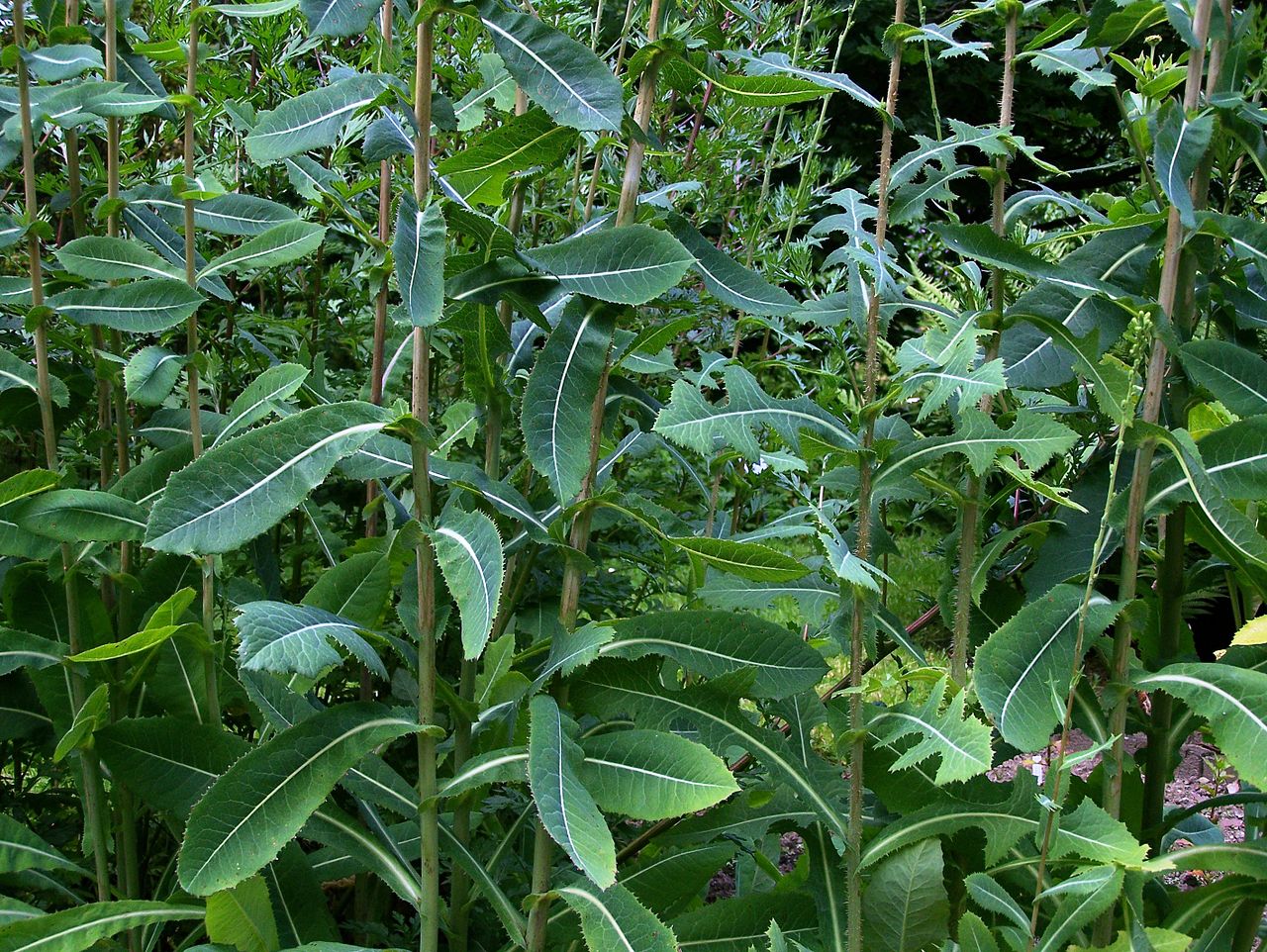 wild lettuce plants