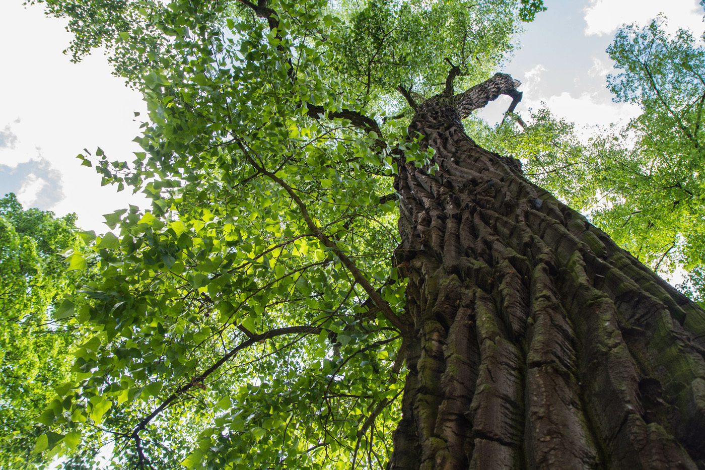 Flowered Citronella Plant in Garden Eastern cottonwood tree in a forest seen upwards against a blue