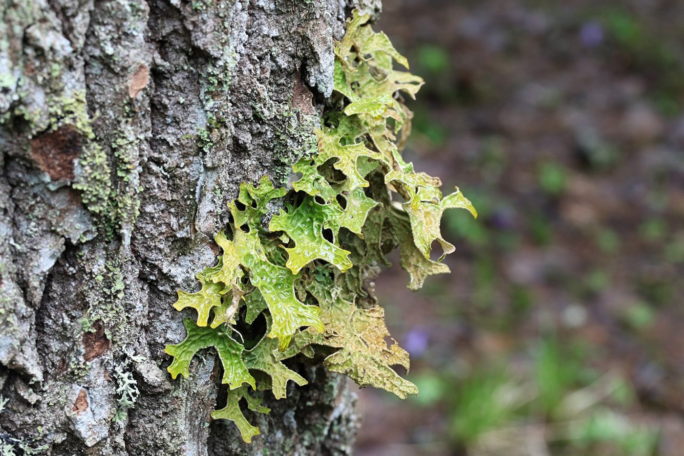 lungwort lichen growing on tree bark