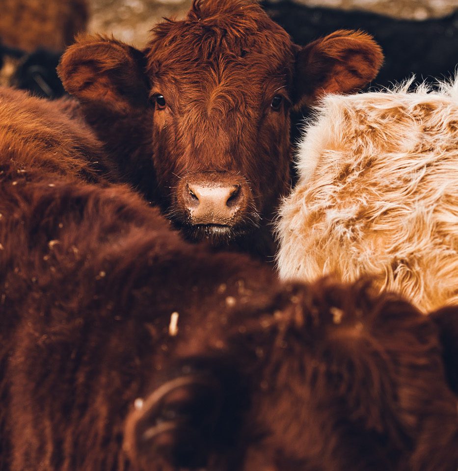 brown cows brown cows