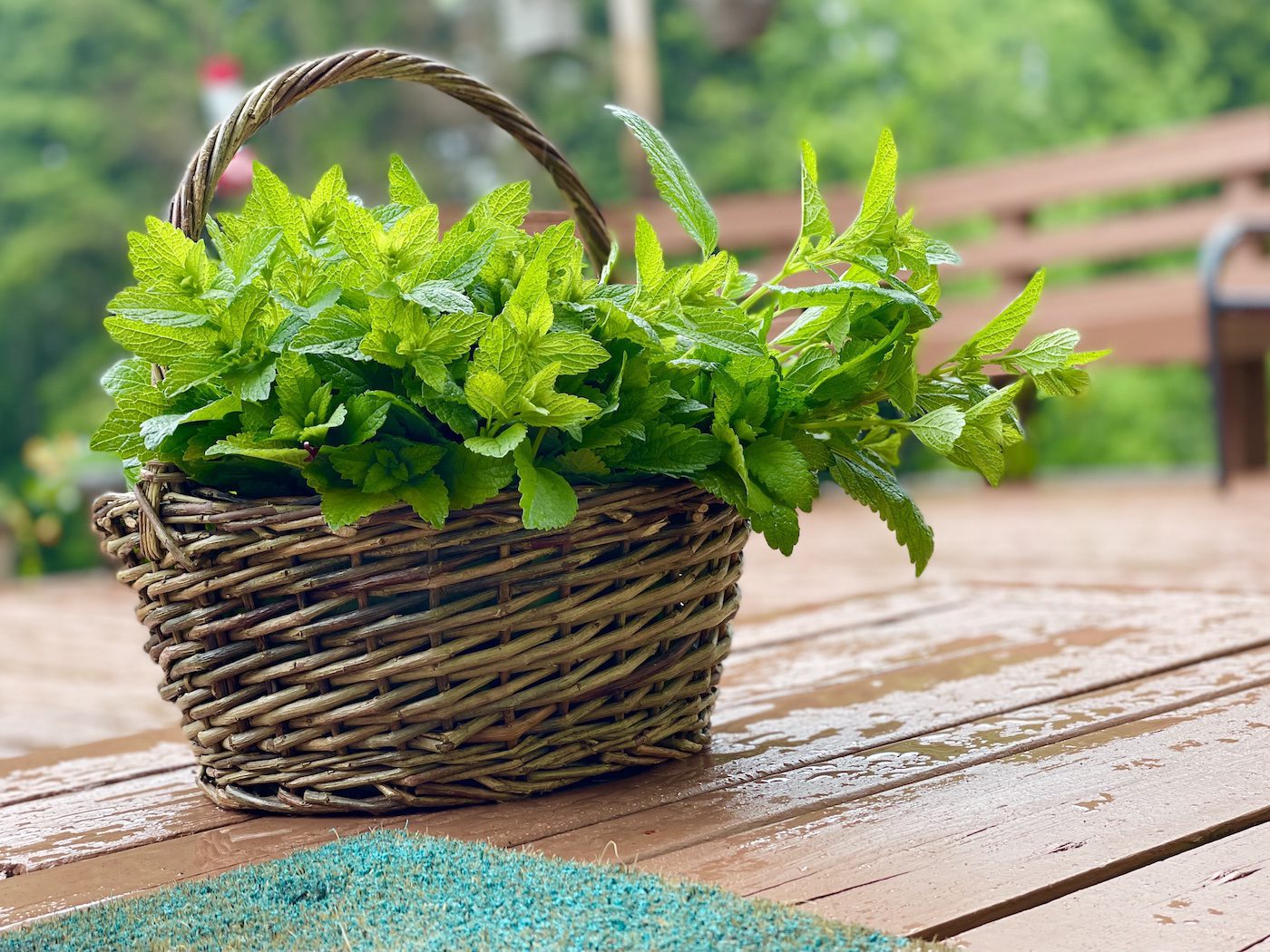 Lemon Balm in basket Lemon Balm in basket