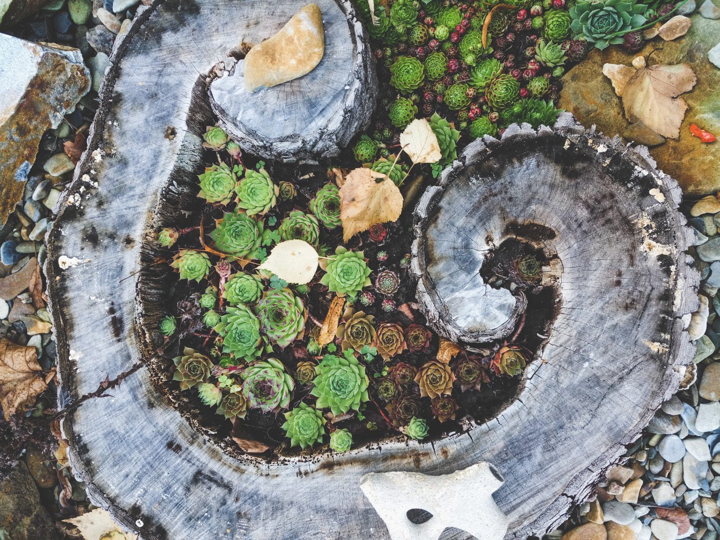 Succulents growing inside tree trunk Succulents growing inside tree trunk