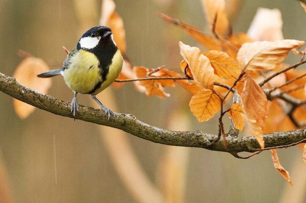 yellow and black bird perched on fall tree branch yellow and black bird perched on fall tree branch