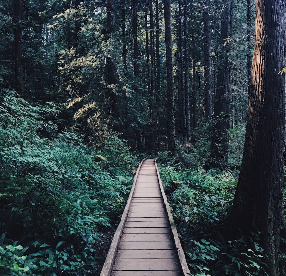 wooden platform path in the forest wooden platform path in the forest