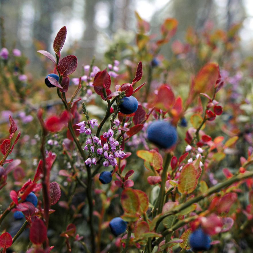 bilberries on bush bilberries on bush