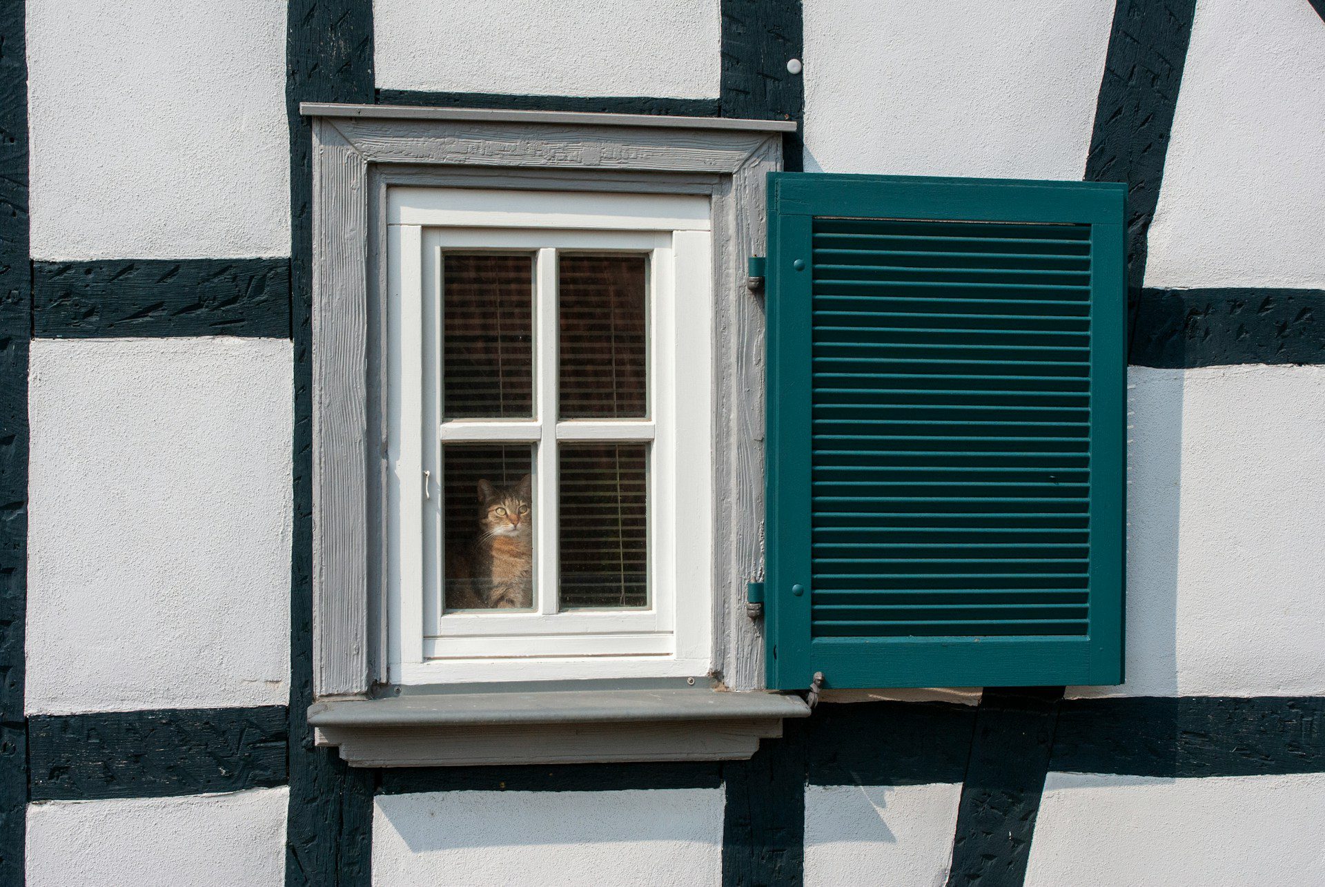 cat in window looking out cat in window looking out