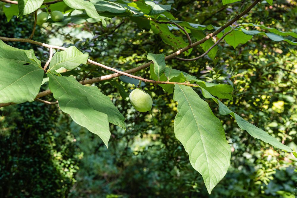 pawpaw papaya on a tree pawpaw papaya on a tree