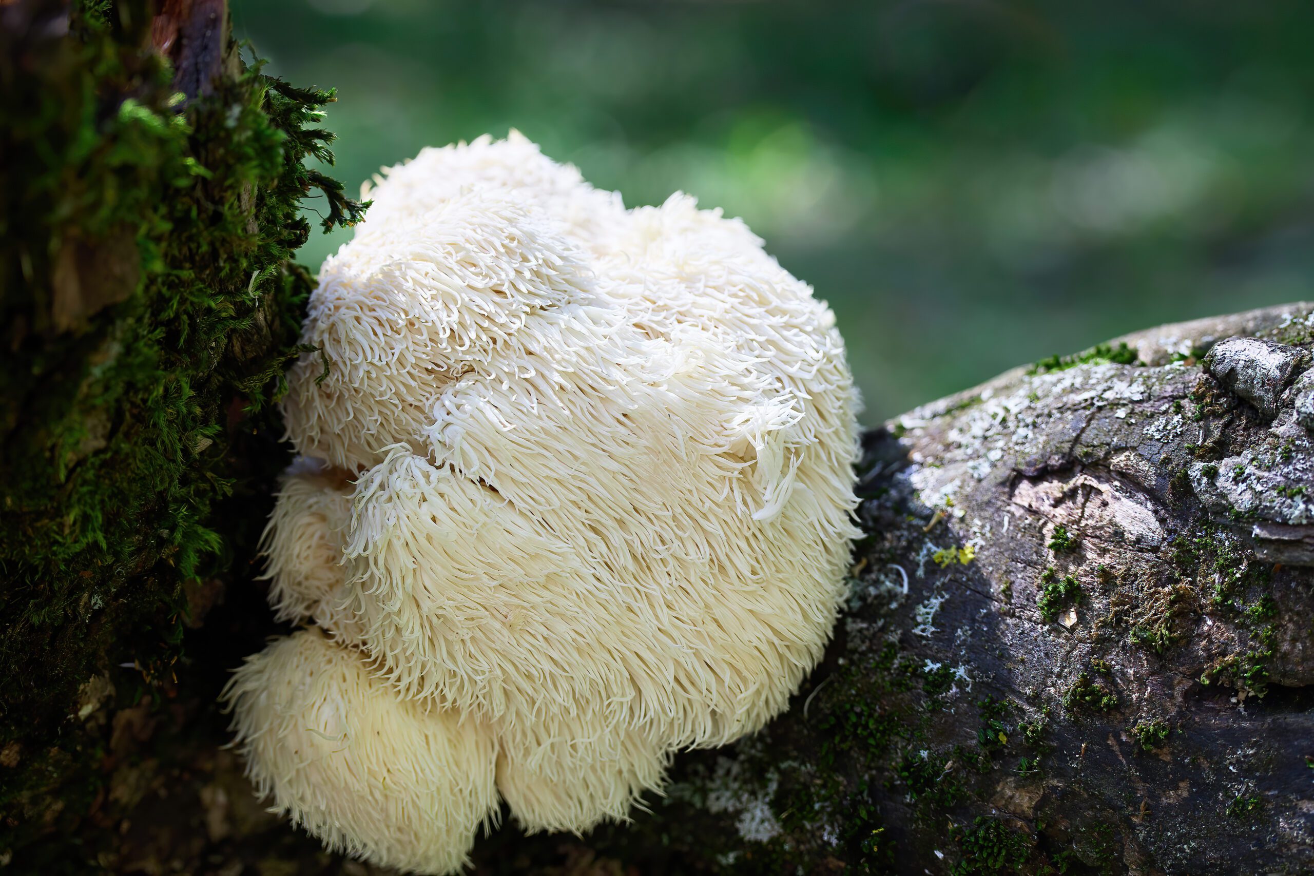 Lion's Mane Mushroom in Forest Lion's Mane Mushroom in Forest