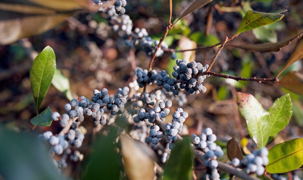 bayberries on bush bayberries on bush
