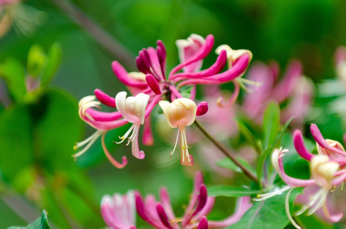 Red Lonicera japonica or Japanese Honeysuckle Red Lonicera japonica or Japanese Honeysuckle