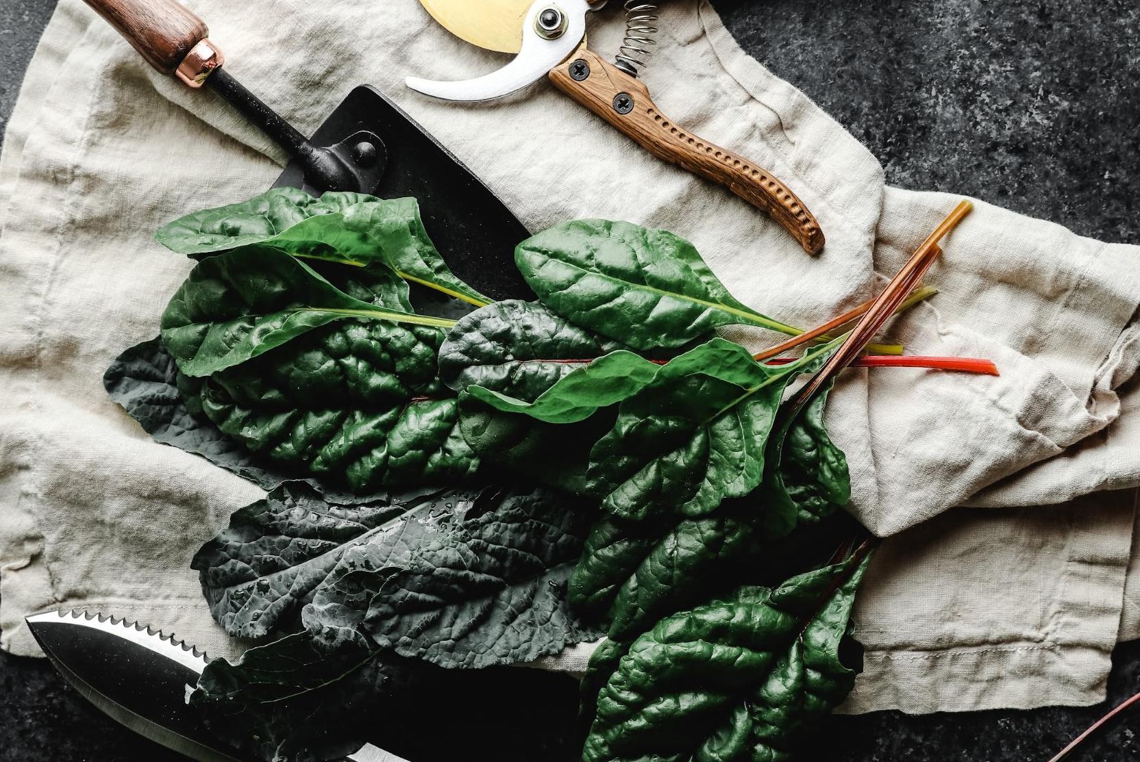 leafy greens on worktable leafy greens on worktable