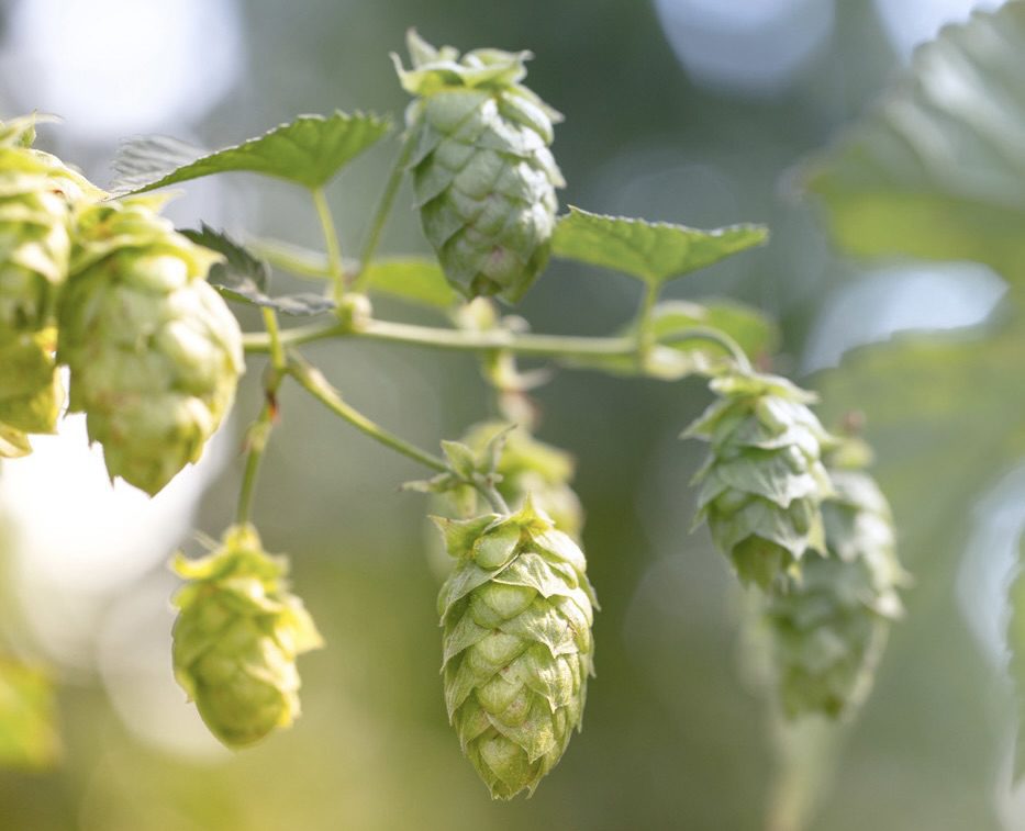 hops hops