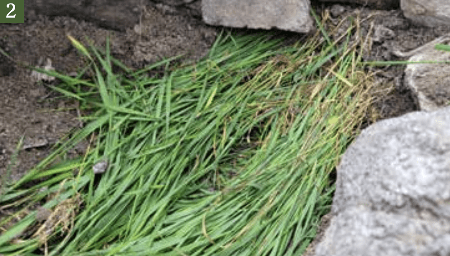 grasses for solar still Nicoles Apothecary Bronchial Blend tincture