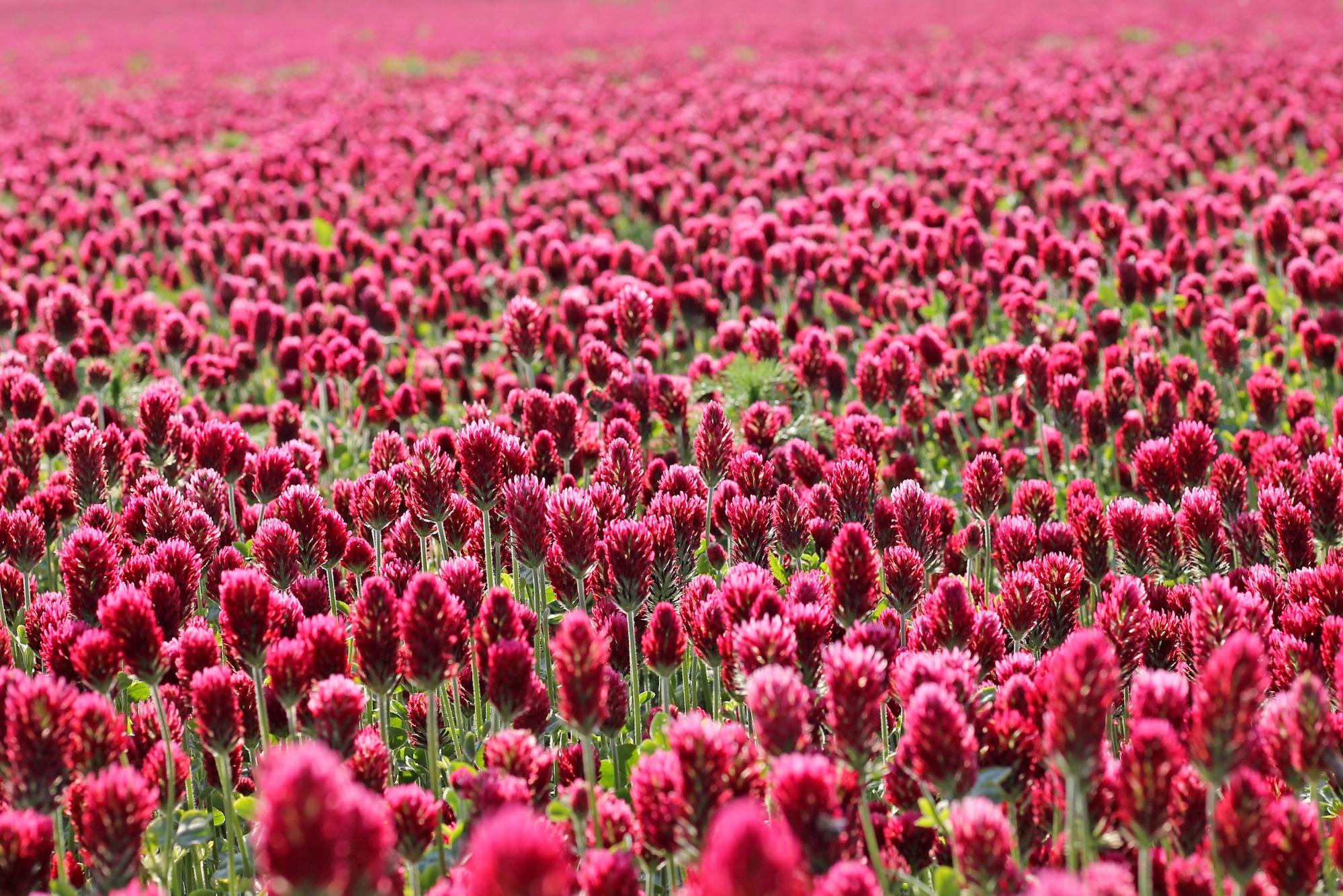 red clover field red clover field