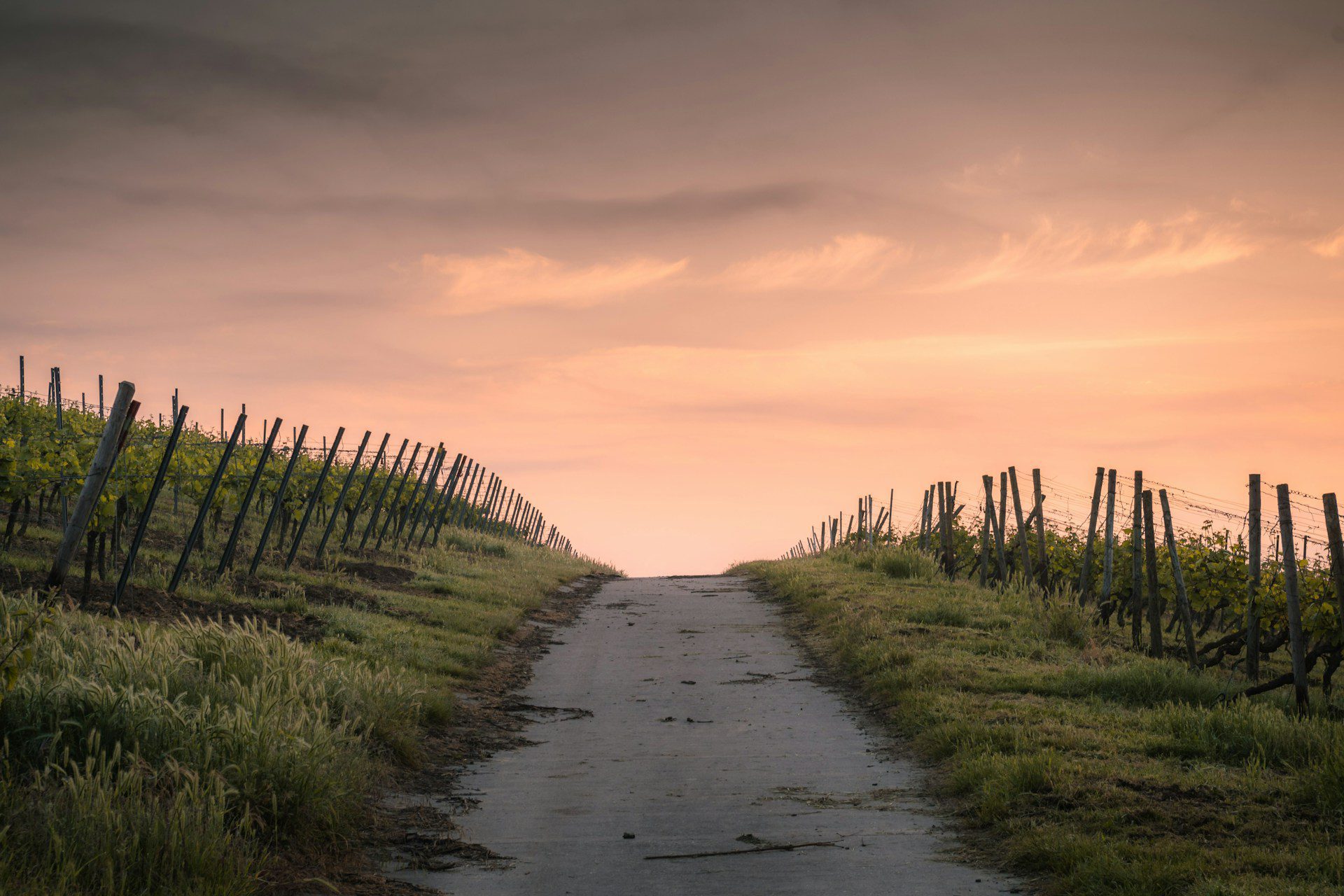 sunset path through vineyard