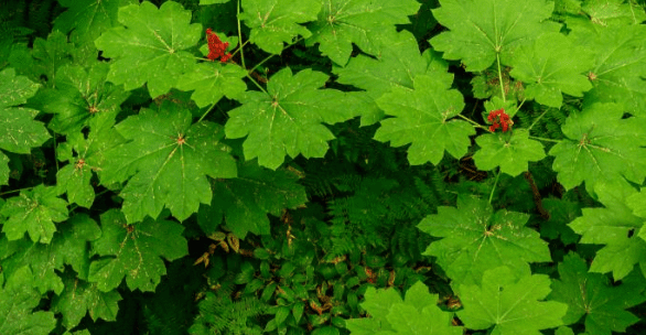 devils club plant