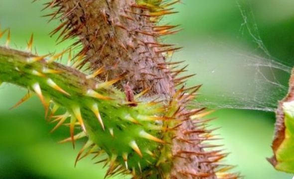 devils club thorns