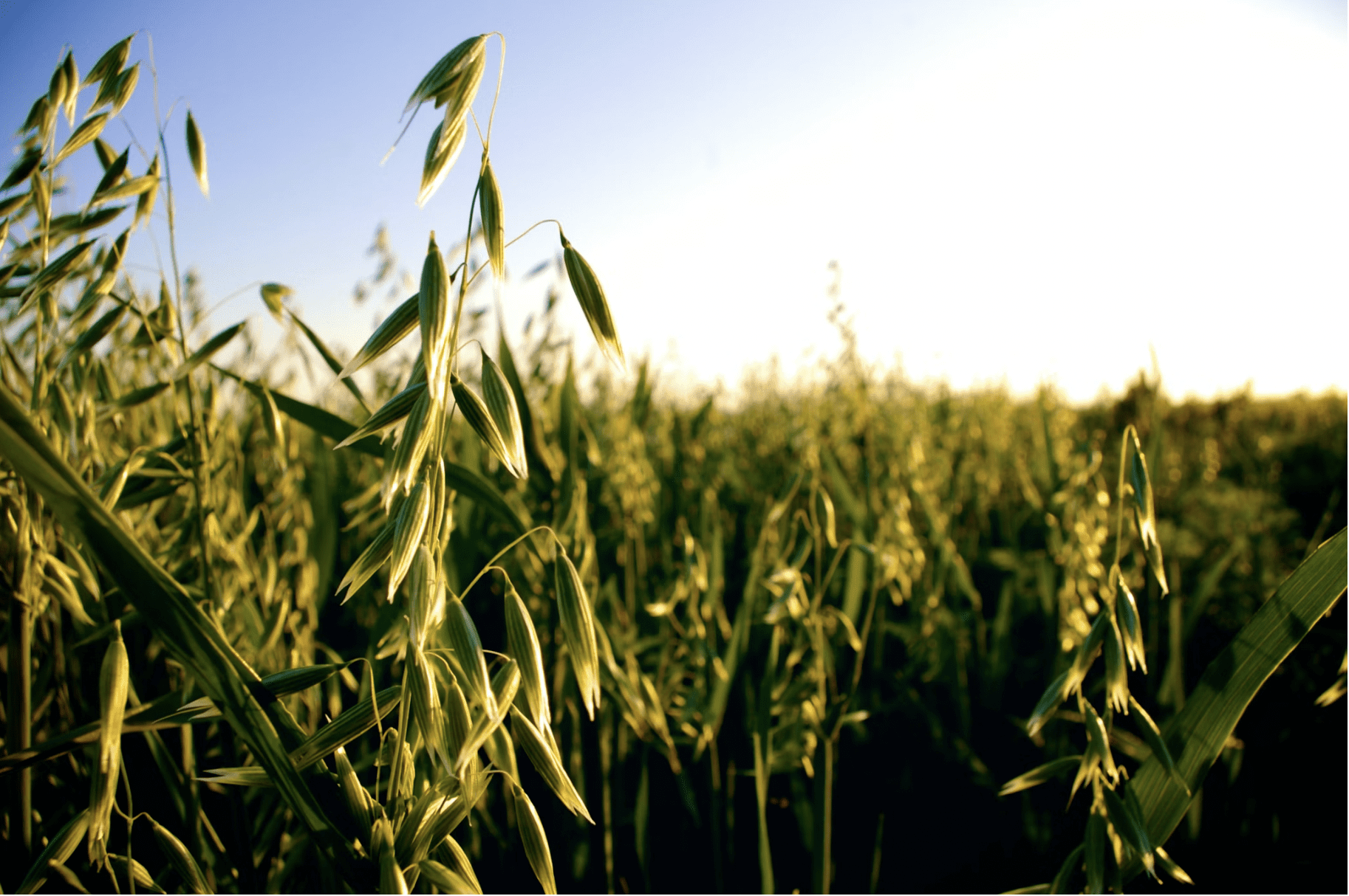 oat field oat field