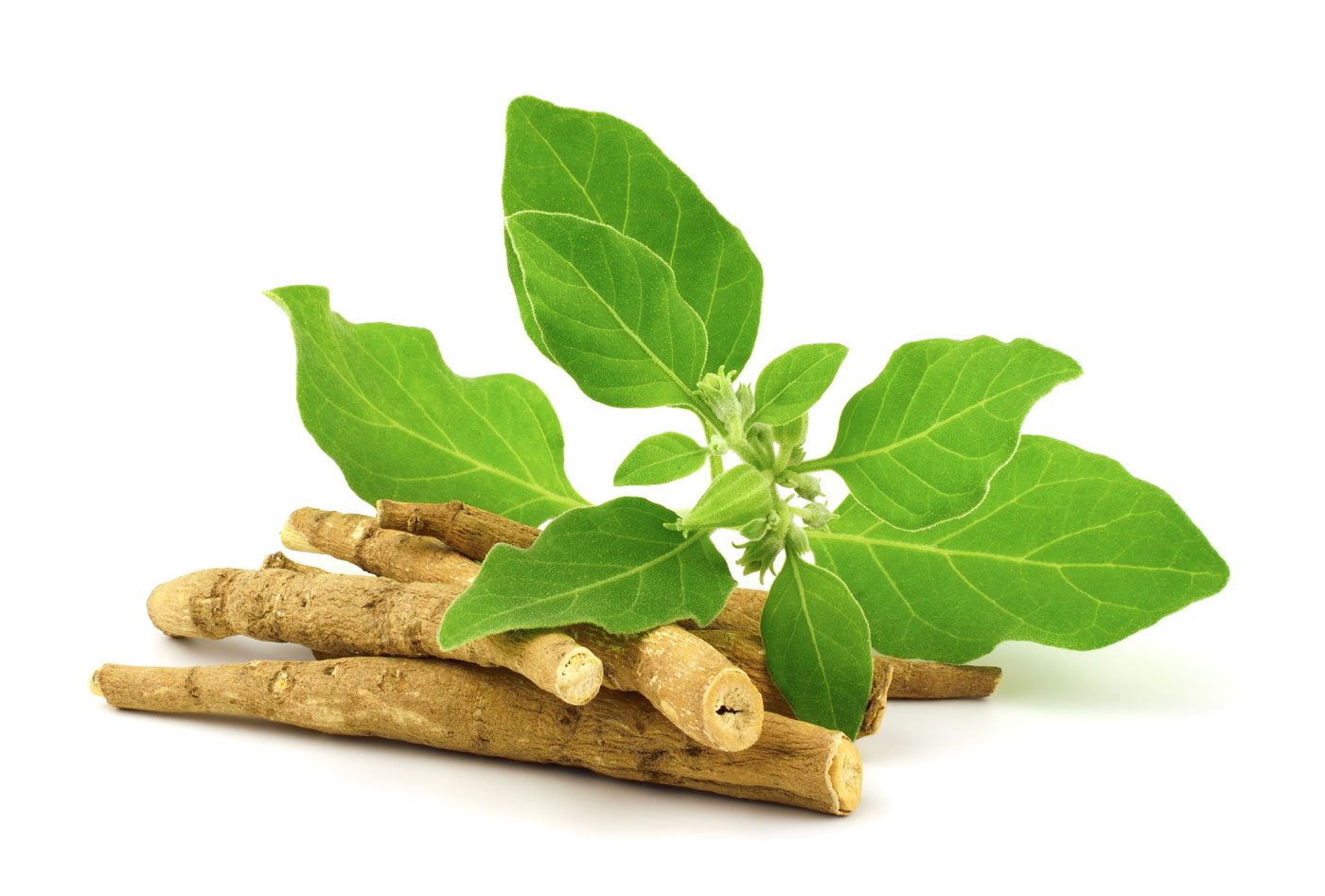 ginseng sections leaves