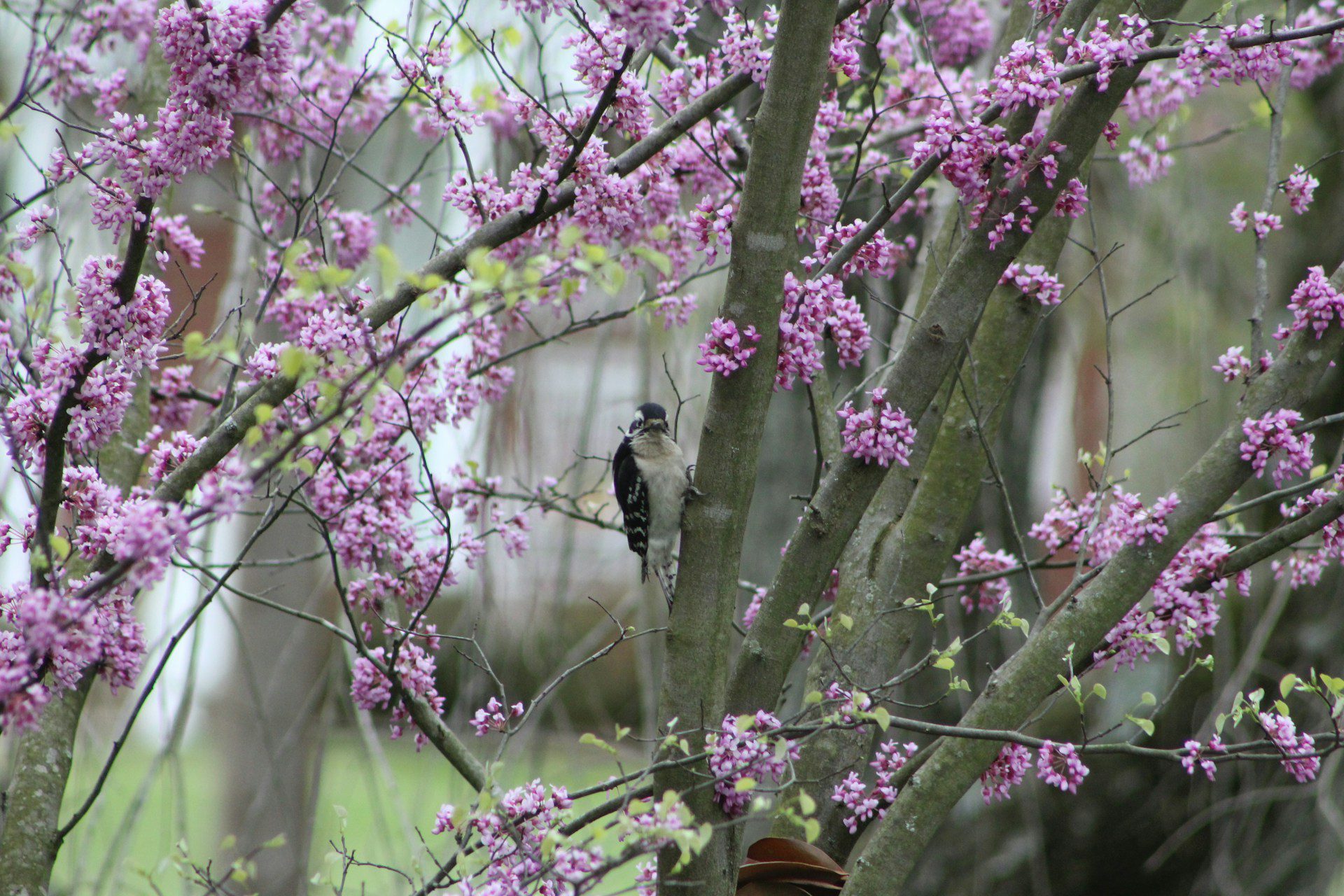 redbud tree blossoms redbud tree blossoms