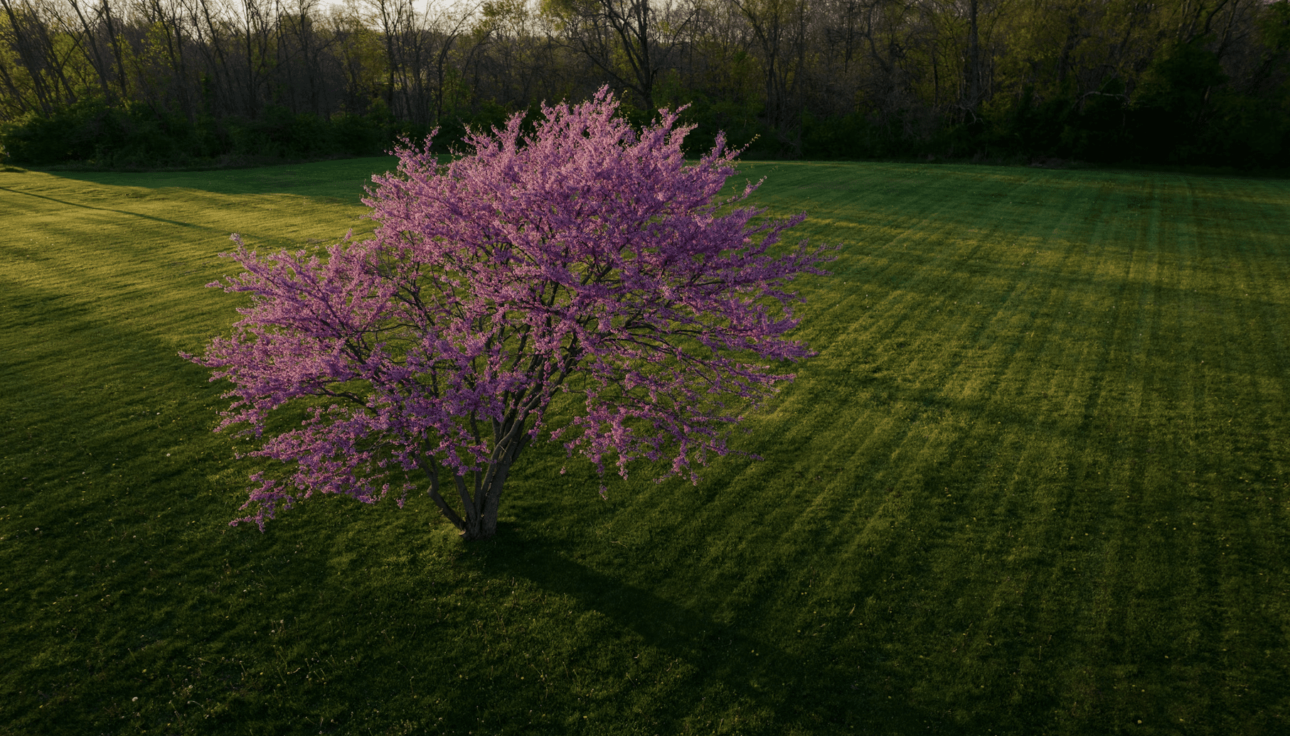 redbud tree Herbal Focus: Redbud (Eastern) <span class="latin">Cercis canadensis</span>