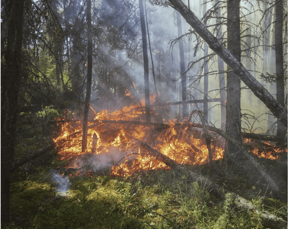 Nicoles Apothecary Bronchial Blend tincture wildfire in the forest