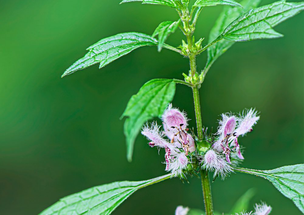 Motherwort Leonurus cardiaca