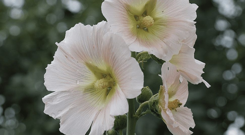 marshmallow bloom